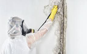 Best Black Mold Removal  in Cottonwood, AZ